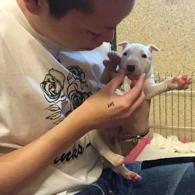 柯慧素凝